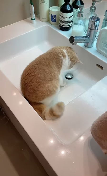 動画切り抜き・排水を見つめるコニちゃん斜め後ろからしっぽ振り