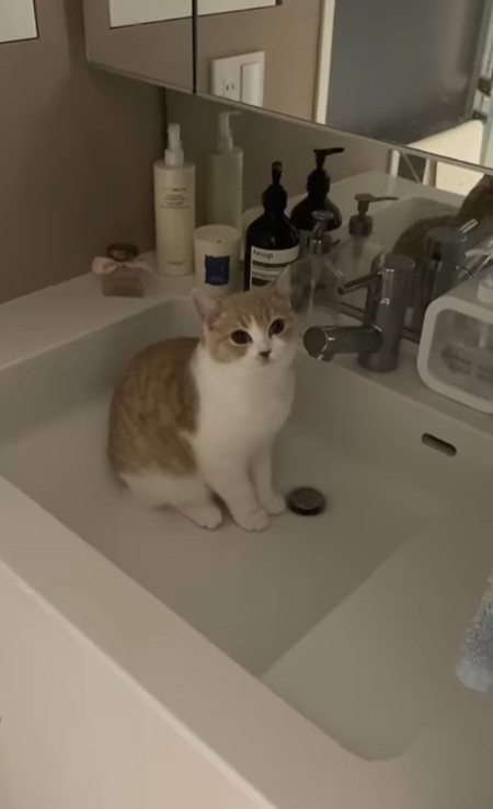 動画切り抜き・排水を見つめるコニちゃん