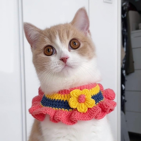 おめかしコニちゃん