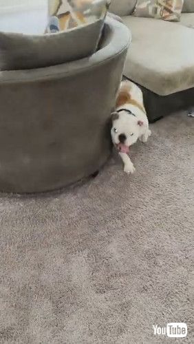 「Bulldog Spinning Nephew in Chair || ViralHog」