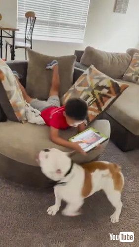 「Bulldog Spinning Nephew in Chair || ViralHog」