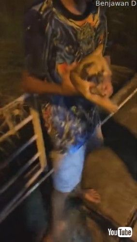 「Kid Saves Crying Kitten from Drowning || ViralHog」