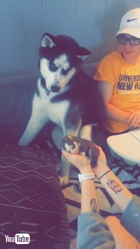 「Siberian Husky Nervously Meets His New Puppy || ViralHog」