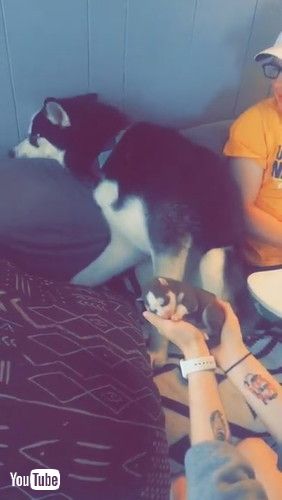 「Siberian Husky Nervously Meets His New Puppy || ViralHog」