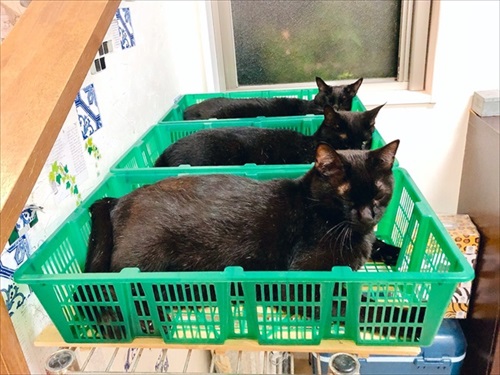 出荷待ちの猫さんたち