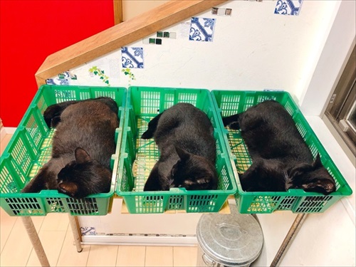 出荷待ちの猫さんたち