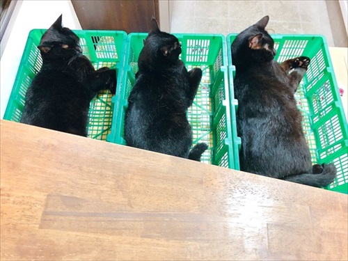 出荷待ちの猫さんたち