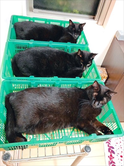 出荷待ちの猫さんたち