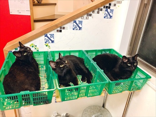 出荷待ちの猫さんたち