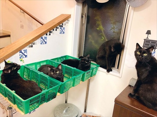 出荷待ちの猫さんたち