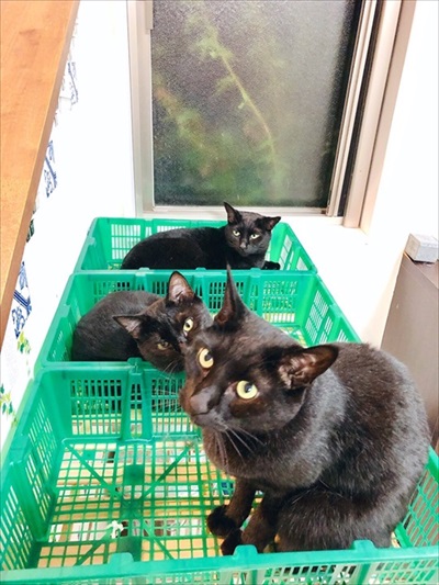 出荷待ちの猫さんたち