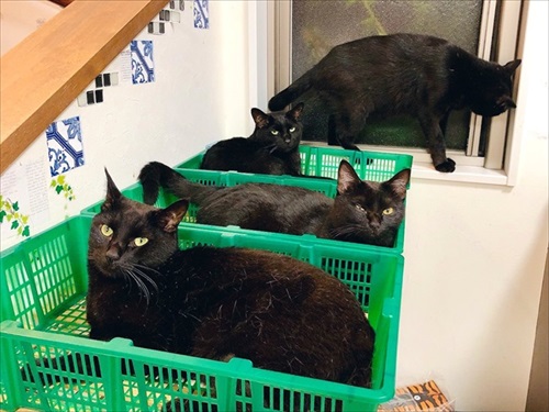 出荷待ちの猫さんたち