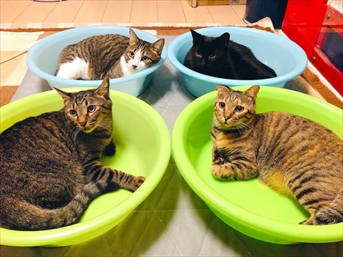出荷待ちの猫さんたち