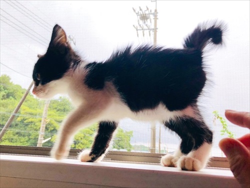 出荷待ちの猫さんたち