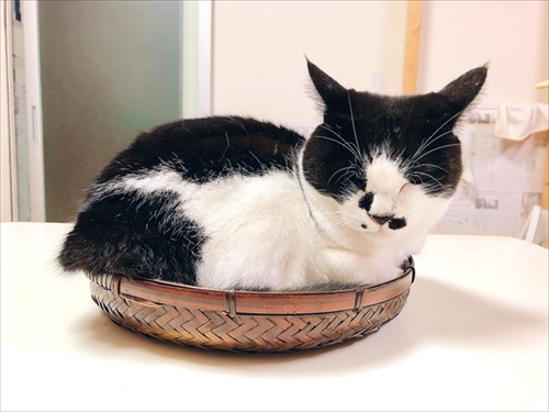 出荷待ちの猫さんたち