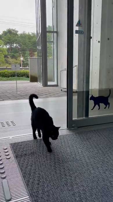 尾道市立美術館 警備員 猫 ケンちゃん 侵入 攻防