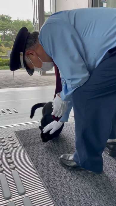 尾道市立美術館 警備員 猫 ケンちゃん 侵入 攻防