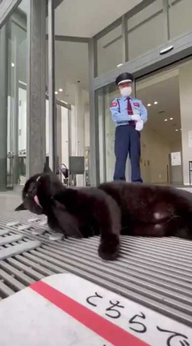 尾道市立美術館 警備員 猫 ケンちゃん 侵入 攻防