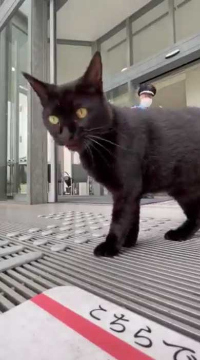 尾道市立美術館 警備員 猫 ケンちゃん 侵入 攻防