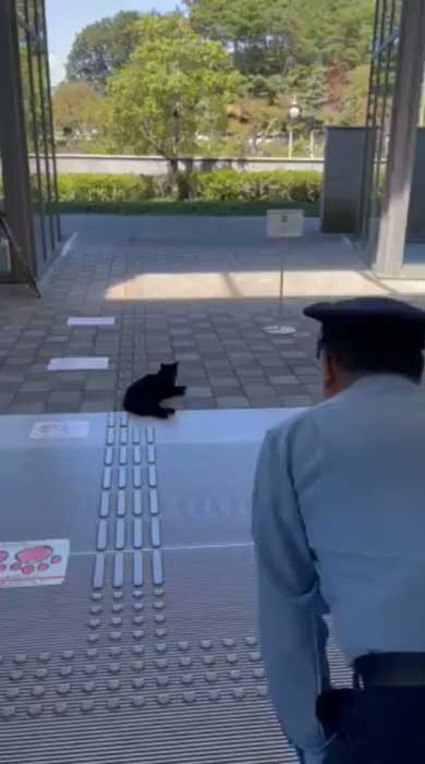 尾道市立美術館 警備員 猫 ケンちゃん 侵入 攻防