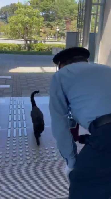 尾道市立美術館 警備員 猫 ケンちゃん 侵入 攻防