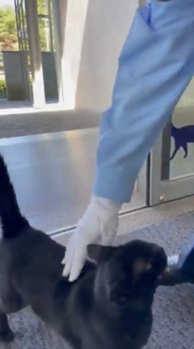 尾道市立美術館 警備員 猫 ケンちゃん 侵入 攻防