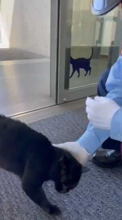 尾道市立美術館 警備員 猫 ケンちゃん 侵入 攻防