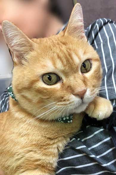 尾道市立美術館 警備員 猫 ケンちゃん 侵入 攻防