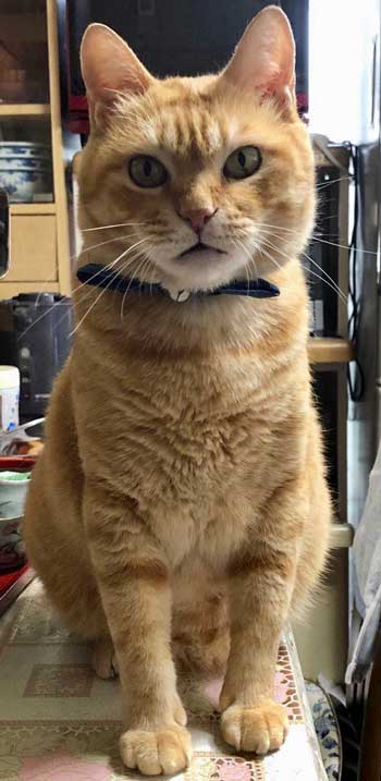 尾道市立美術館 警備員 猫 ケンちゃん 侵入 攻防