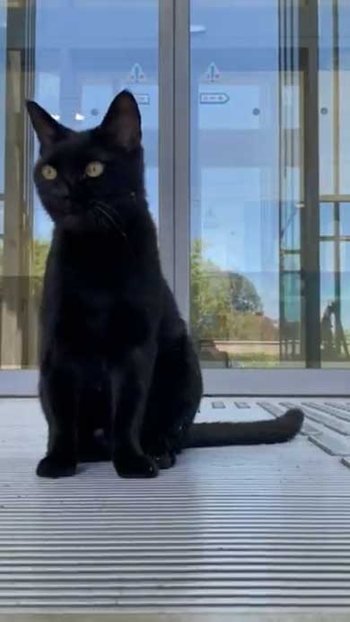 尾道市立美術館 警備員 猫 ケンちゃん 侵入 攻防