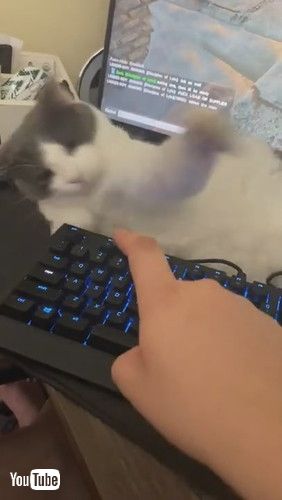 「Rescue Cat Won't Let Dad Game || ViralHog」