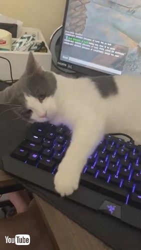 「Rescue Cat Won't Let Dad Game || ViralHog」