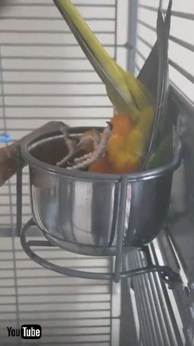 「Owner Thinks Parrot is Dead While She Sleeps Upside Down in Container - 1210090」