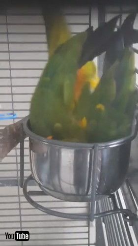 「Owner Thinks Parrot is Dead While She Sleeps Upside Down in Container - 1210090」