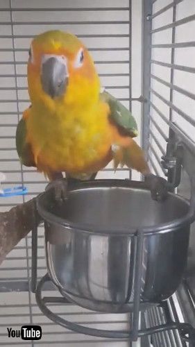 「Owner Thinks Parrot is Dead While She Sleeps Upside Down in Container - 1210090」