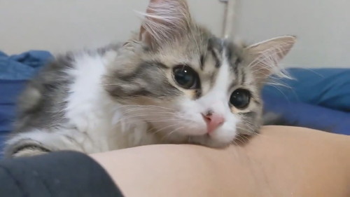 腕にお顔乗せちゃうまるくん