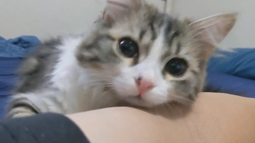 腕にお顔乗せちゃうまるくん