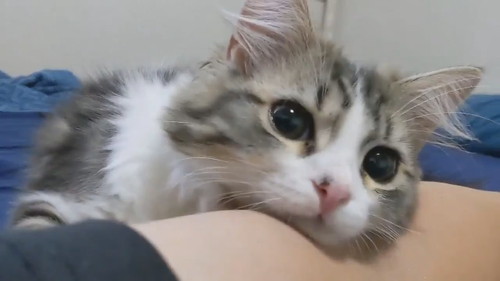 腕にお顔乗せちゃうまるくん