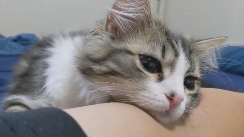 腕にお顔乗せちゃうまるくん