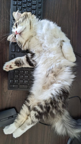 いろんなまるくん