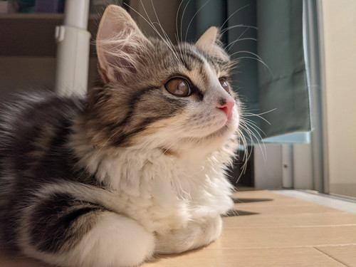 いろんなまるくん