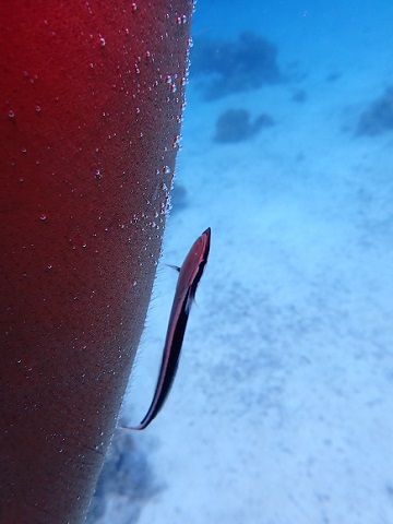 シュノーケリング