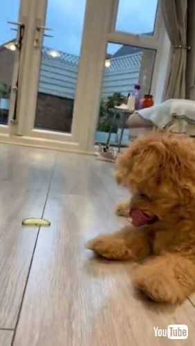 Playing with Cucumber