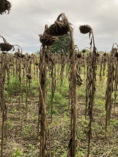 枯れたひまわり畑　縦向き写真