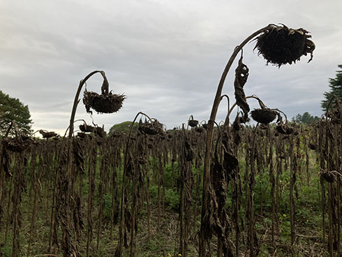 枯れたひまわり畑　少し下からのアングル