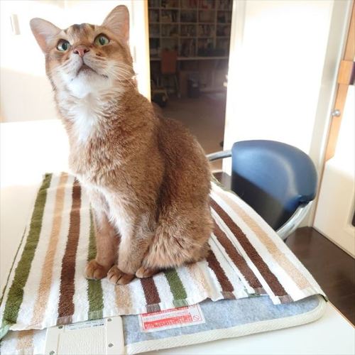 猫