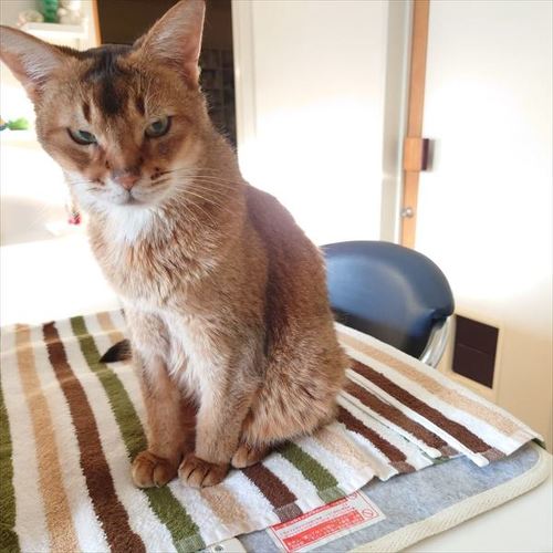 猫
