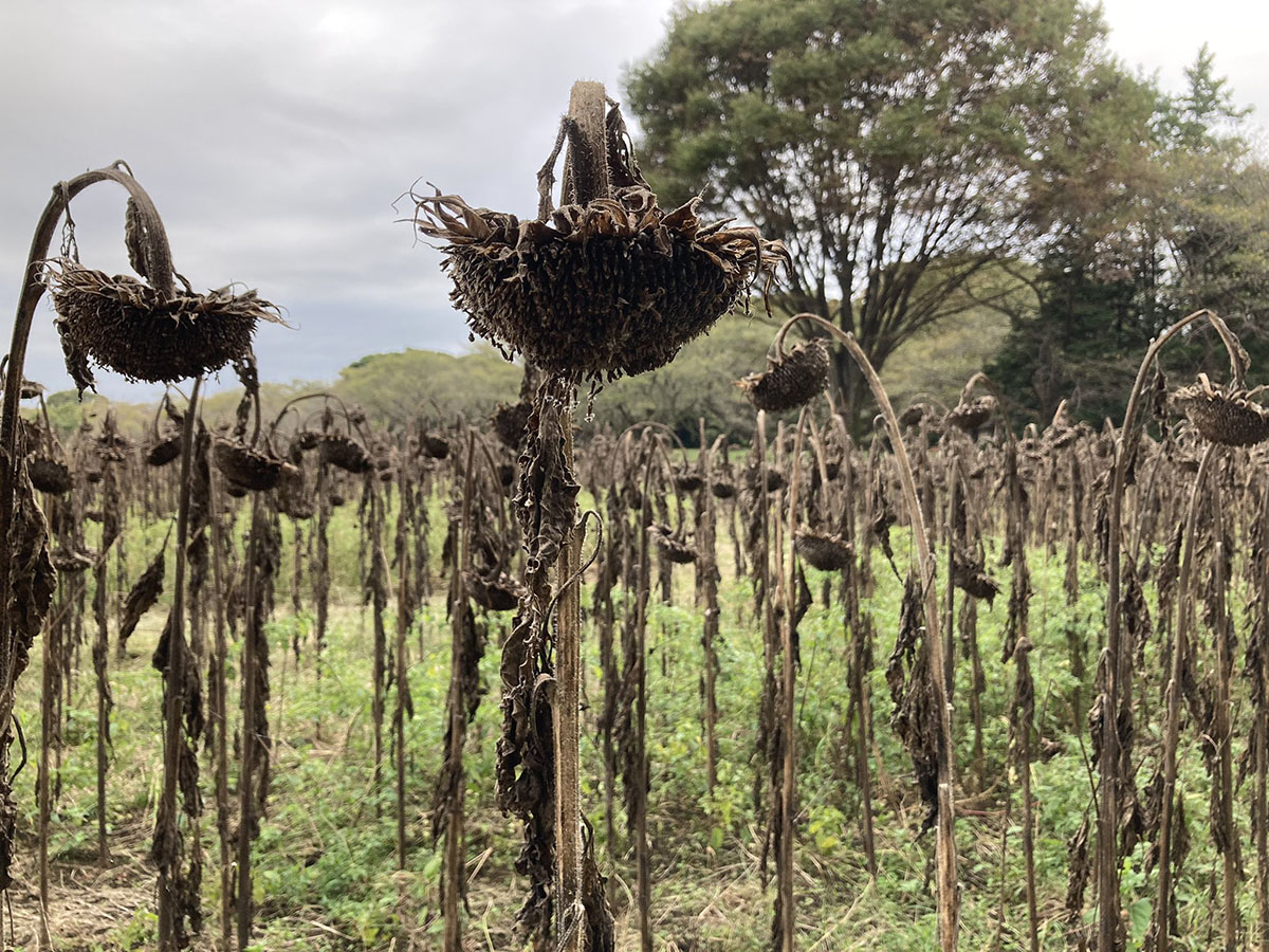 「ひまわり畑で夏を楽しんできたよ！」→撮影された写真が軽くホラー　「ひまわりの墓場」「連休明けの満員電車」