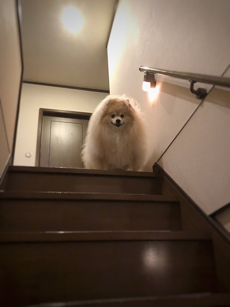 ふさふさポメラニアン