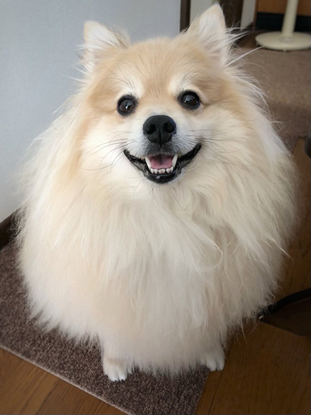 笑顔のぽめおくん